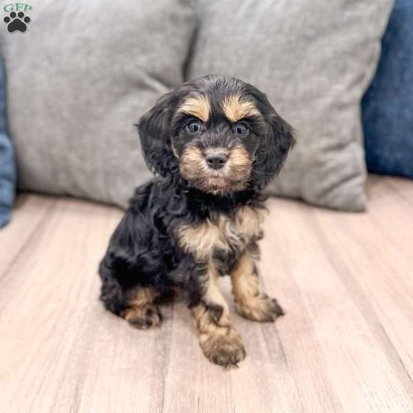 Pepper, Cockapoo Puppy