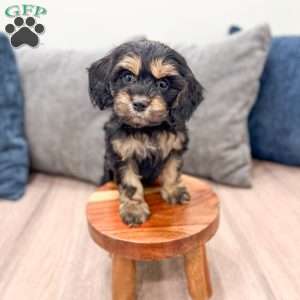 Pepper, Cockapoo Puppy