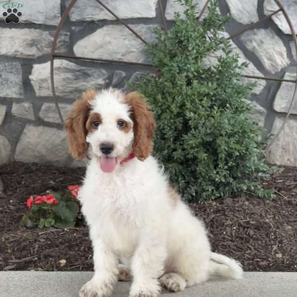 Jack, Mini Goldendoodle Puppy