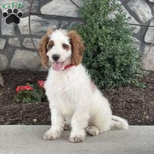 Jack, Mini Goldendoodle Puppy