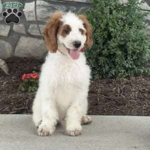 Jack, Mini Goldendoodle Puppy