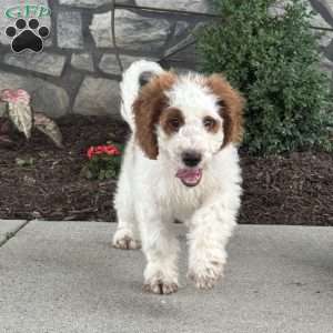Jack, Mini Goldendoodle Puppy
