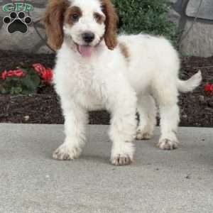 Jack, Mini Goldendoodle Puppy
