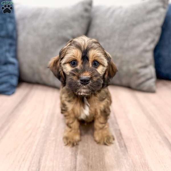 Rao, Cockapoo Puppy