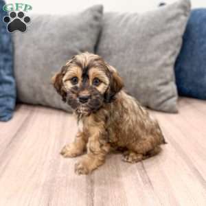 Rao, Cockapoo Puppy