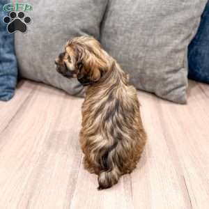 Rao, Cockapoo Puppy