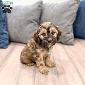 Rao, Cockapoo Puppy