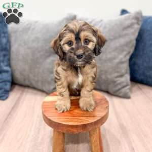 Rao, Cockapoo Puppy