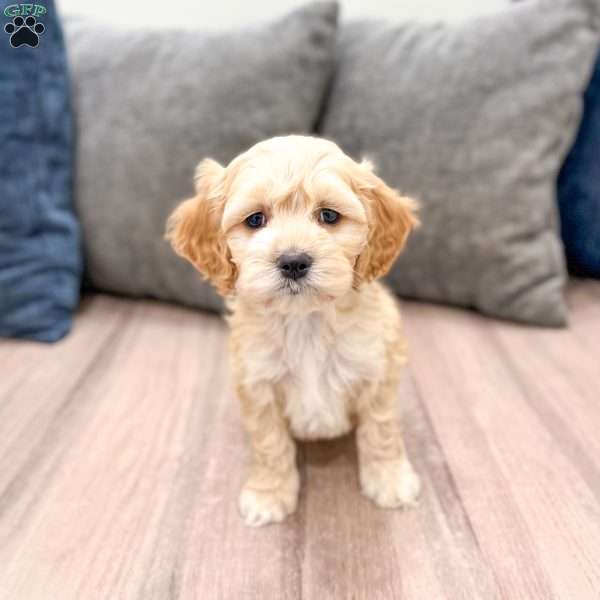 Finn, Cockapoo Puppy