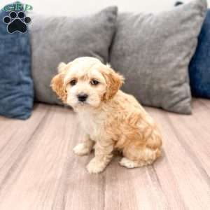 Finn, Cockapoo Puppy