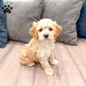 Finn, Cockapoo Puppy