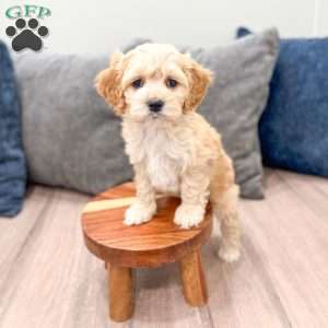 Finn, Cockapoo Puppy