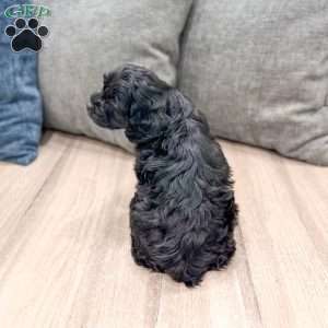 Jasmine, Cockapoo Puppy