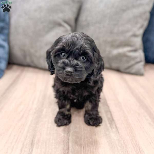 Jasmine, Cockapoo Puppy