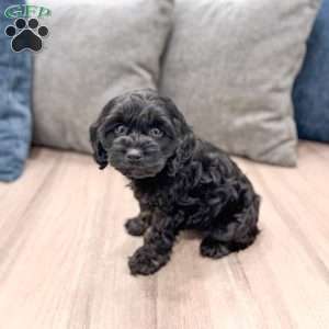 Jasmine, Cockapoo Puppy