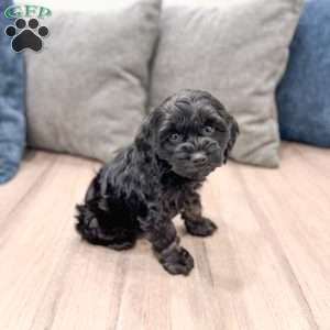 Jasmine, Cockapoo Puppy