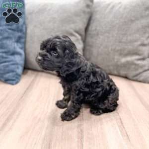 Jasmine, Cockapoo Puppy