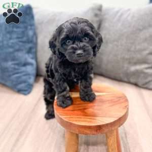 Jasmine, Cockapoo Puppy