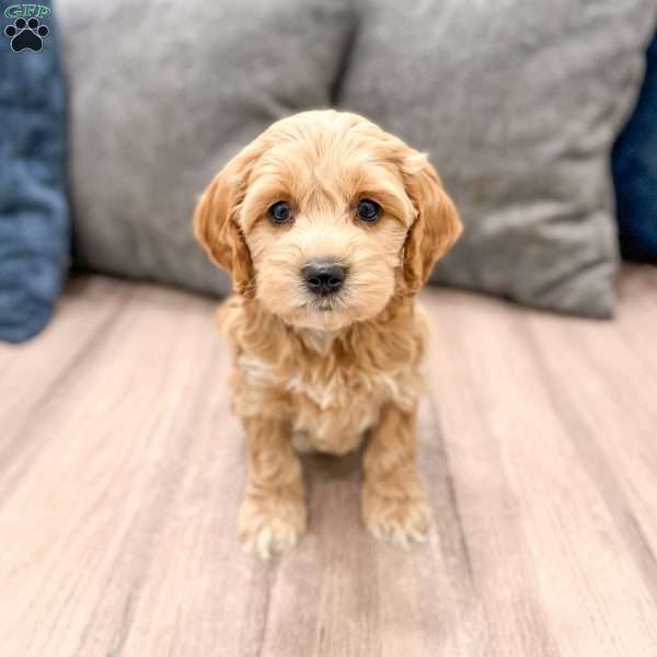 Rainey, Cockapoo Puppy