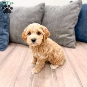 Rainey, Cockapoo Puppy