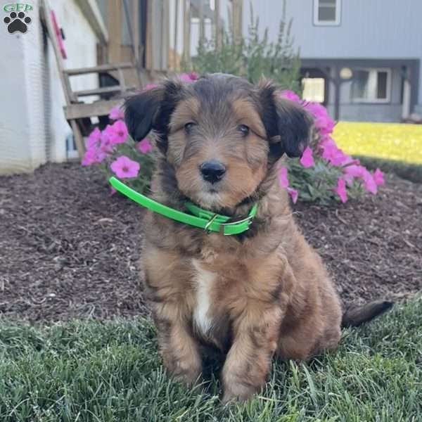 Taffy, Sheltidoodle Puppy