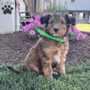 Taffy, Sheltidoodle Puppy