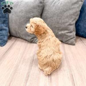Rainey, Cockapoo Puppy