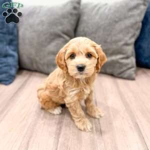 Rainey, Cockapoo Puppy