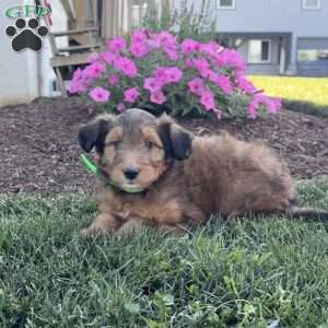 Taffy, Sheltidoodle Puppy