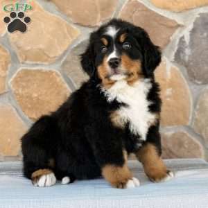 Ryder, Bernese Mountain Dog Puppy