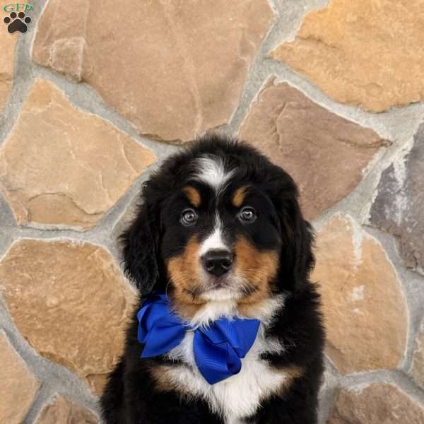 Ryder, Bernese Mountain Dog Puppy
