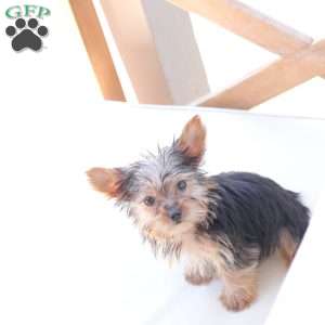 Benji, Yorkie Puppy