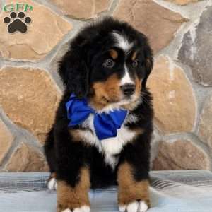 Ryder, Bernese Mountain Dog Puppy