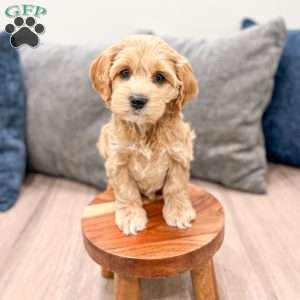 Rainey, Cockapoo Puppy