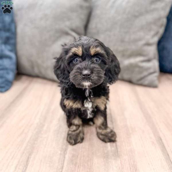 Millie, Cockapoo Puppy