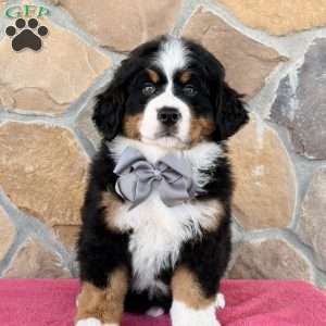 Ranger, Bernese Mountain Dog Puppy