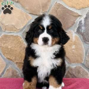 Ranger, Bernese Mountain Dog Puppy