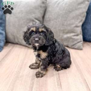 Millie, Cockapoo Puppy