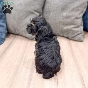 Millie, Cockapoo Puppy