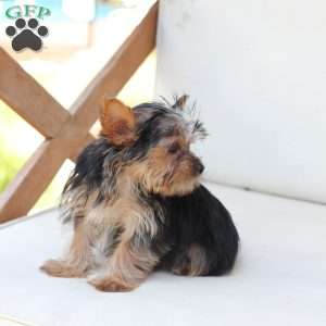 Benji, Yorkie Puppy