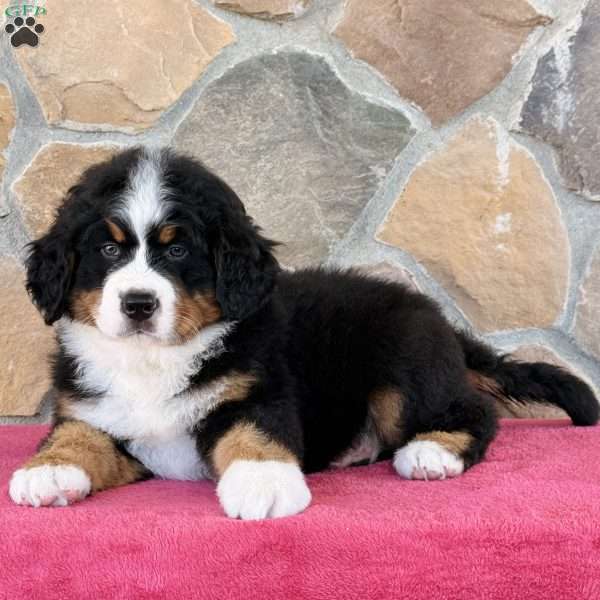 Ranger, Bernese Mountain Dog Puppy