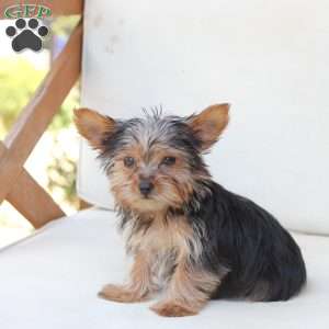 Benji, Yorkie Puppy
