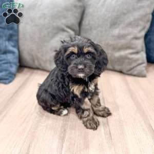 Millie, Cockapoo Puppy