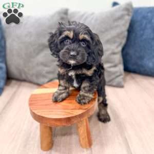 Millie, Cockapoo Puppy