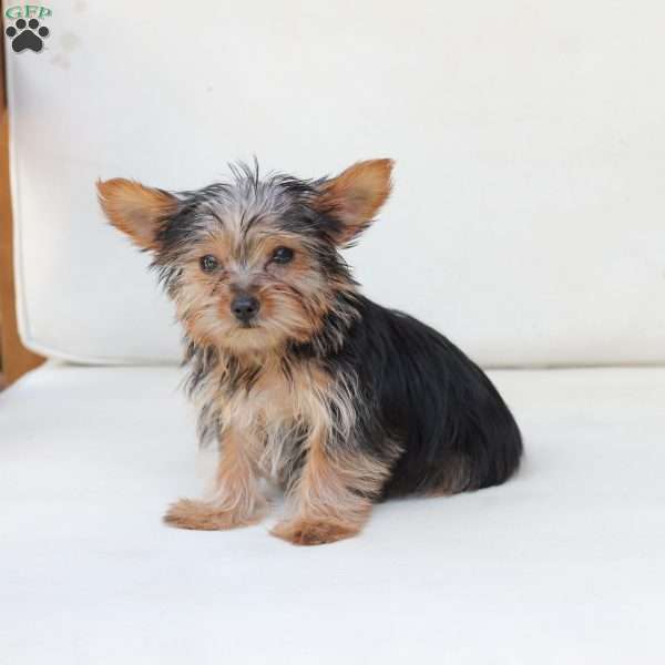 Benji, Yorkie Puppy