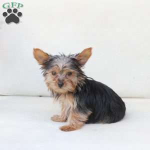 Benji, Yorkie Puppy