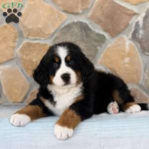 Rocket, Bernese Mountain Dog Puppy