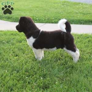 Lyle, Akita Puppy