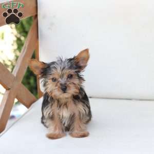 Benji, Yorkie Puppy