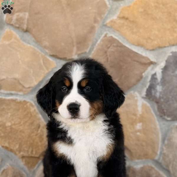 Rocket, Bernese Mountain Dog Puppy
